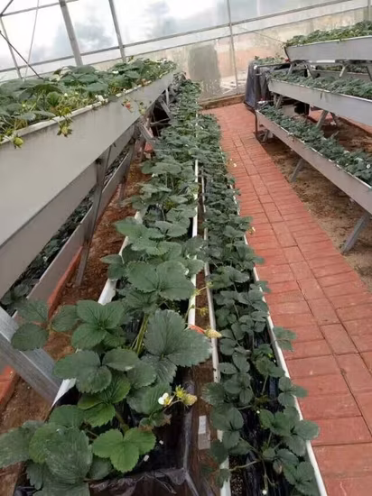 Sistema hidropônico vertical de alta qualidade com efeito de estufa sistemas de cultivo hidropônico Nft Gully